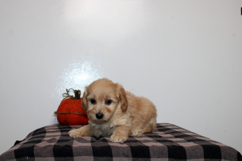 puppy, for, sale, Mini Golden Doodle F2B, Matthew B. Stoltzfus, dog, breeder, Gap, PA, dog-breeder, puppy-for-sale, forsale, nearby, find, puppyfind, locator, puppylocator, aca